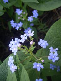 flower closeup_4c2a486bf037b